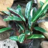 Calathea Picturata Vandenheckei Plant