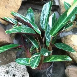 Calathea Picturata Vandenheckei Plant
