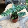 Calathea Stromata Plant