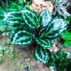 Calathea Roseopicta Medallion Plant -Plant Life Decor Shop CalathearoseopictaMedallion 4