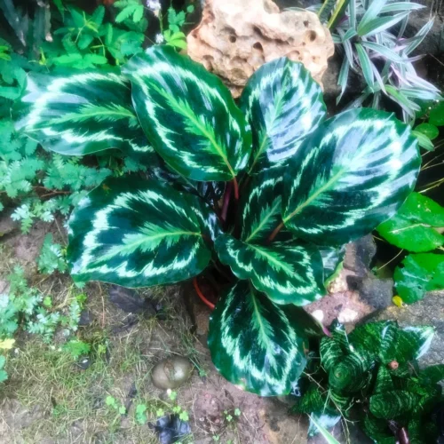 Calathea Roseopicta Medallion Plant 5 Calathea Roseopicta Medallion Plant -Plant Life Decor Shop CalathearoseopictaMedallion 4
