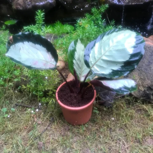 Calathea Roseopicta Corona Plant