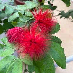 Calliandra Haematocephala Hassk. Plant -Plant Life Decor Shop CalliandraHaematocephalaHassk 1