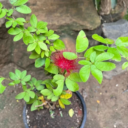 Calliandra Haematocephala Hassk. Plant -Plant Life Decor Shop CalliandraHaematocephalaHassk 3