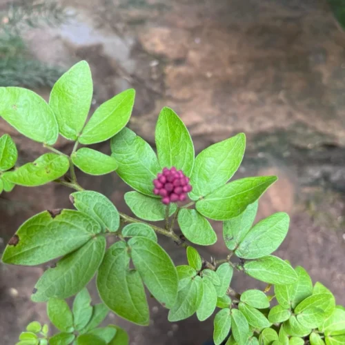 Calliandra Haematocephala Hassk. Plant -Plant Life Decor Shop CalliandraHaematocephalaHassk 4