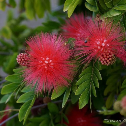 Calliandra Haematocephala Hassk. Plant