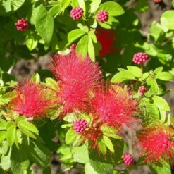 Calliandra Tergemina Var. Emarginata Plant