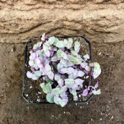 Callisia Repens Pink Lady Plant