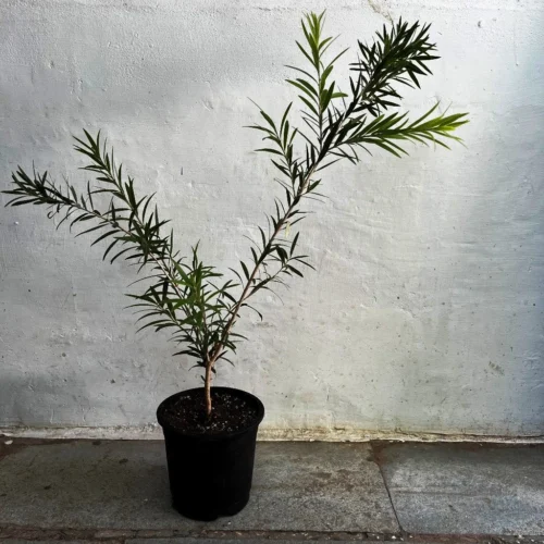 Callistemon Citrinus BottleBrush Plant -Plant Life Decor Shop CallistemonCitrinus 1