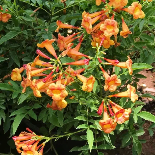 Campsis Grandiflora Morning Calm Plant