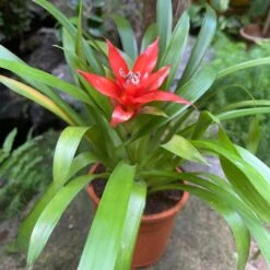 Canistropsis Billbergioides Plant -Plant Life Decor Shop Canistropsis billbergioides 2