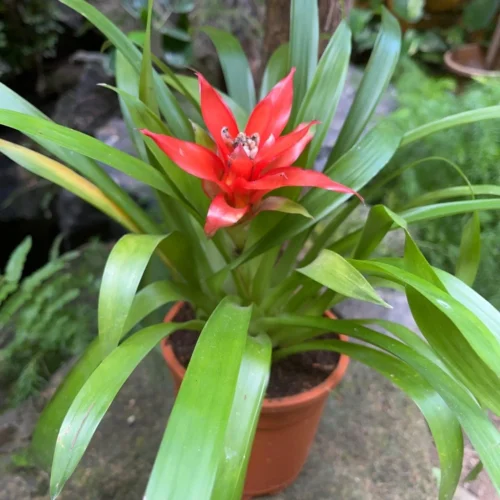 Canistropsis Billbergioides Plant 6 Canistropsis Billbergioides Plant -Plant Life Decor Shop Canistropsis billbergioides 2