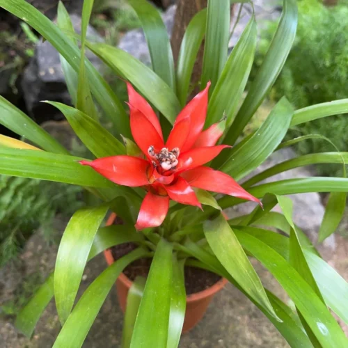 Canistropsis Billbergioides Plant 7 Canistropsis Billbergioides Plant -Plant Life Decor Shop Canistropsis billbergioides 3