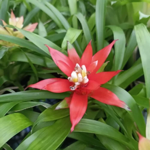 Canistropsis Billbergioides Plant