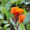 Canna Bengal Tiger (Rhizomes)