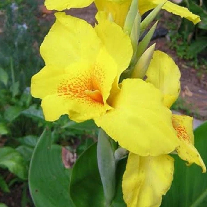 Canna Carol Yellow (Rhizomes) 1 Canna Carol Yellow (Rhizomes)