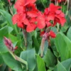 Canna Coccinea Red (Rhizomes)