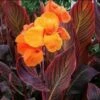 Canna Durban (Rhizomes)