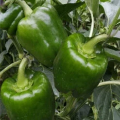 Capsicum Samriddhi (Hy) Vegetable Seeds
