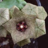 Caralluma Hexagona Succulent Plant