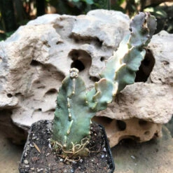 Caralluma Stalagmifera Succulent Plant -Plant Life Decor Shop CarallumaStalagmifera 2