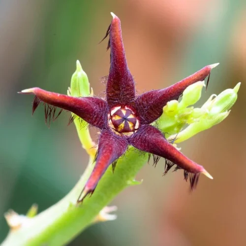 Caralluma Stalagmifera Succulent Plant