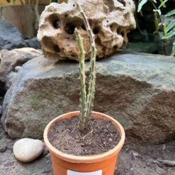 Carlluma Fimbriata Succulent Plant -Plant Life Decor Shop Carallumafimbriata 2