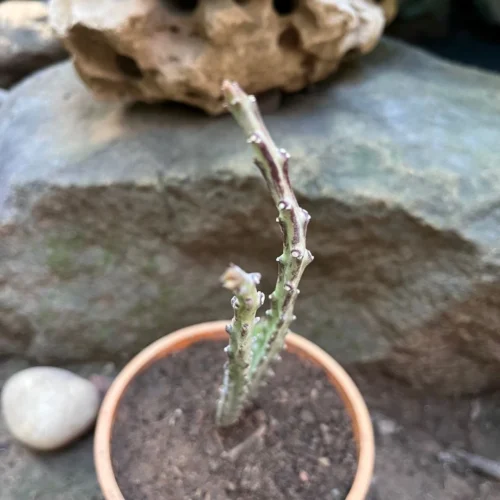 Carlluma Fimbriata Succulent Plant 8 Carlluma Fimbriata Succulent Plant -Plant Life Decor Shop Carallumafimbriata 3