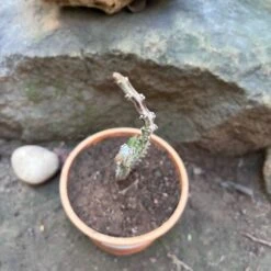 Carlluma Fimbriata Succulent Plant -Plant Life Decor Shop Carallumafimbriata 4