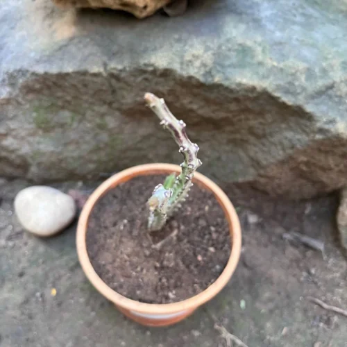 Carlluma Fimbriata Succulent Plant 7 Carlluma Fimbriata Succulent Plant -Plant Life Decor Shop Carallumafimbriata 4