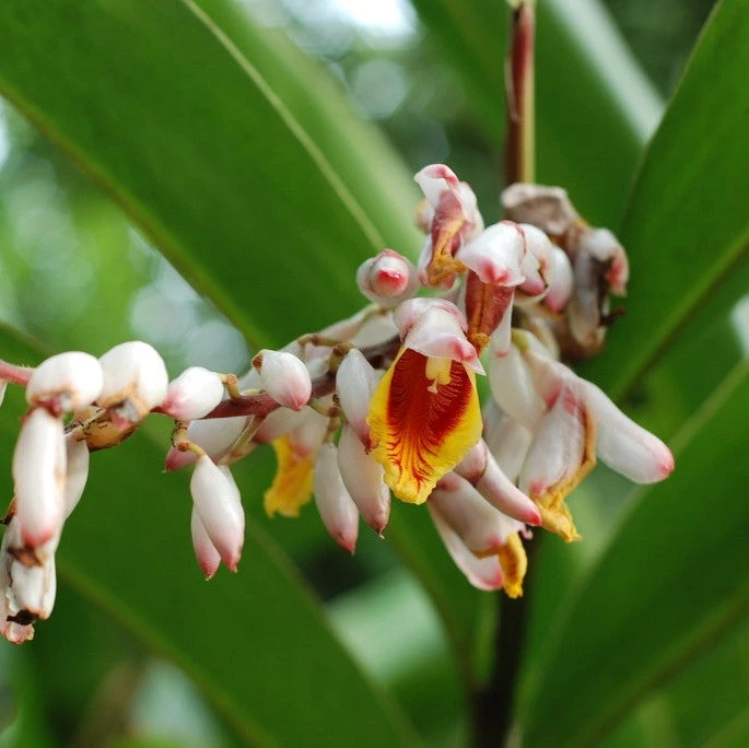 Malabar Cardamom Elaichi Plant 2 Malabar Cardamom Elaichi Plant - Image 2