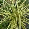 Carex Ornithopoda 'Variegata' Plant