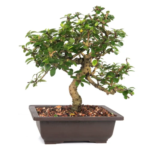 Bonsai Carmona - 8 Yrs Plant
