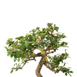Bonsai Carmona - 8 Yrs Plant -Plant Life Decor Shop Carmona8years