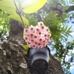 Hoya Carnosa Pink Plant -Plant Life Decor Shop CarnosaPink efd02e15 269b 4e93 be35 d24250093438