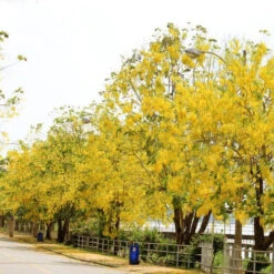 Cassia Fistula Golden Shower Plant -Plant Life Decor Shop Cassia Fistula 2