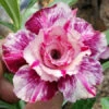 Celestial Whisper Adenium Plant