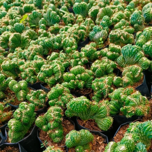 Cereus Forbesii Crest Ming Thing Cactus Plant 7 Cereus Forbesii Crest Ming Thing Cactus Plant -Plant Life Decor Shop CereusForbesiiCrestMingThing