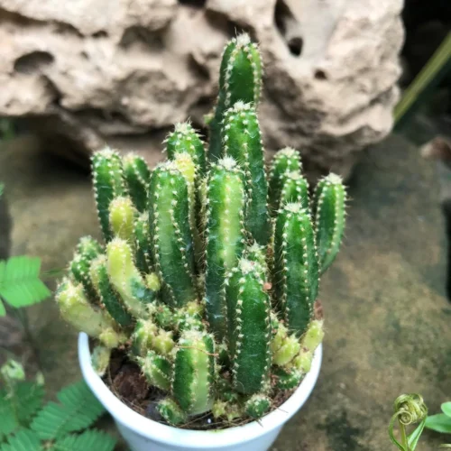 Cereus Peruvianus Florida F. Variegated Cactus Plant