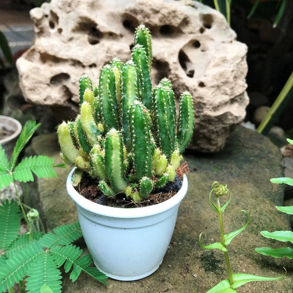 Cereus Peruvianus Florida F. Variegated Cactus Plant 2 Cereus Peruvianus Florida F. Variegated Cactus Plant - Image 2