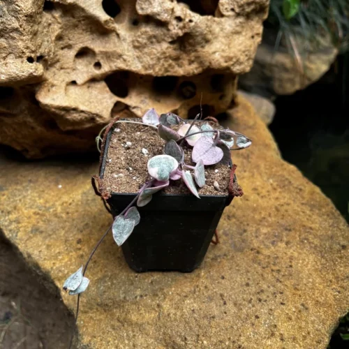 Ceropegia Woodii Variegated String Of Hearts Succulent Plant -Plant Life Decor Shop Ceropegia woodii Variegated 1