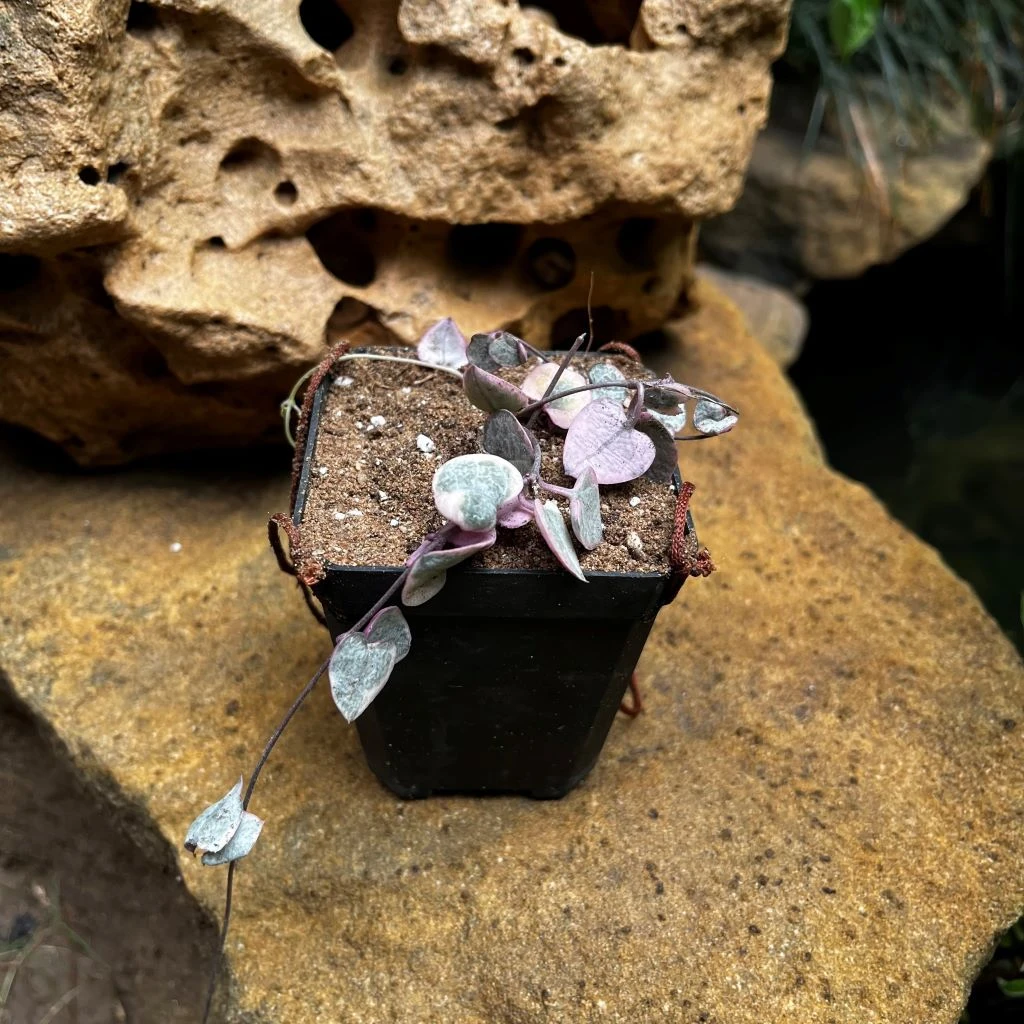 Ceropegia Woodii Variegated String Of Hearts Succulent Plant 3 Ceropegia Woodii Variegated String Of Hearts Succulent Plant - Image 3