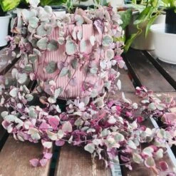 Ceropegia Woodii Variegated String Of Hearts Succulent Plant