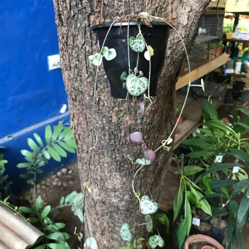 Ceropegia Woodii String Of Hearts Succulent Plant 7 Ceropegia Woodii String Of Hearts Succulent Plant -Plant Life Decor Shop Ceropegiawoodii 5 scaled