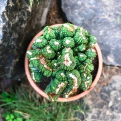 Cereus Forbesii Crest Ming Thing Cactus Plant 6 Cereus Forbesii Crest Ming Thing Cactus Plant -Plant Life Decor Shop Cerus Ming Cactus 2