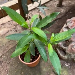 Orange Jessamine Plant 7 Orange Jessamine Plant -Plant Life Decor Shop CestrumAurantiacum 2