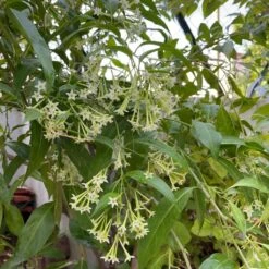 Raat Ki Raani-Night Blooming Jasmine Plant -Plant Life Decor Shop Cestrum nocturnum Raat Ki Raani 2