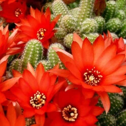 Echinopsis Chamaecereus Peanut Cactus Plant