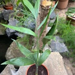 Bamboo Palm Plant -Plant Life Decor Shop Chamaedoreaseifrizi 1