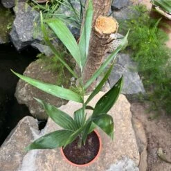 Bamboo Palm Plant -Plant Life Decor Shop Chamaedoreaseifrizi